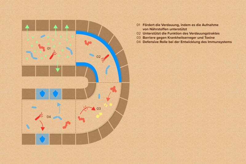 Schematische Darstellung der Funktionen des Darmmikrobioms