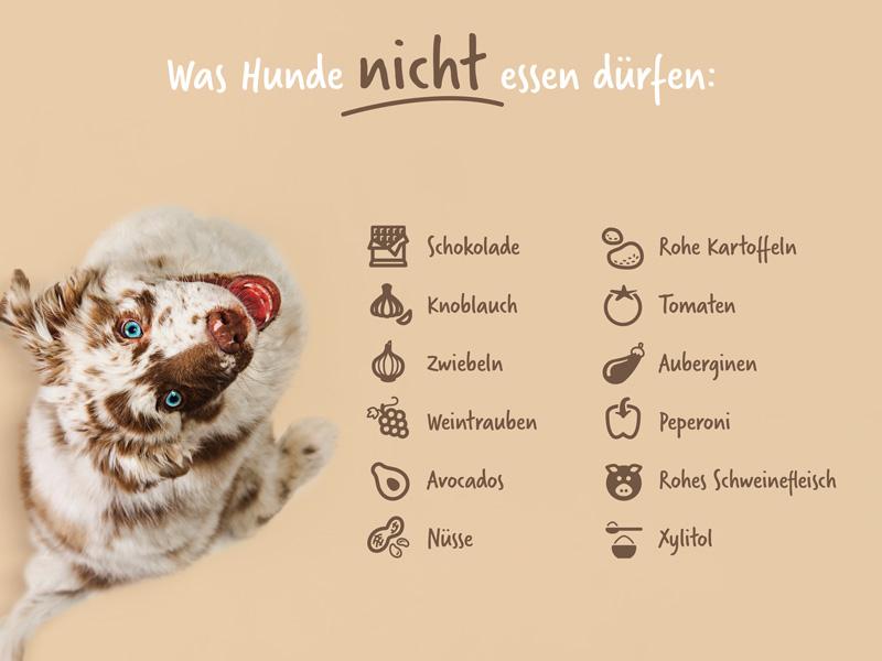Gefährliche Lebensmittel für Hunde